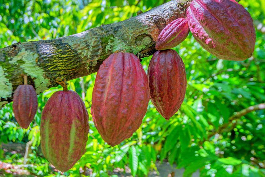 Cacao culture durable