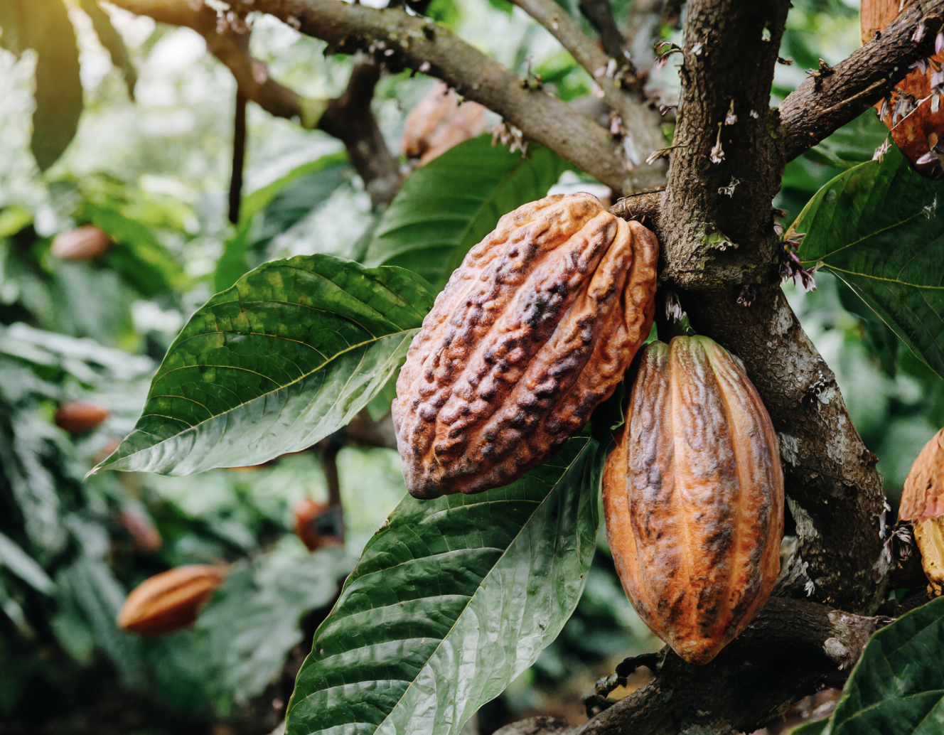 Cacao culture durable